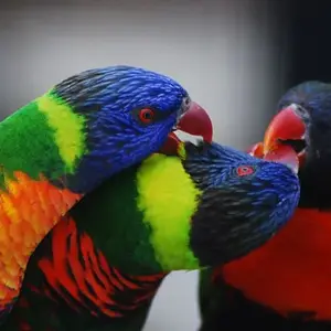 Lorikeets