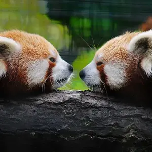 Red Pandas