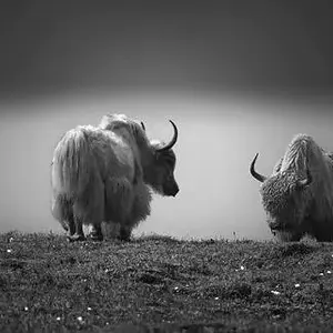 Yaks gazing Canvas Photo From Photostop