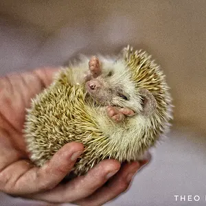 African hedgehog 1