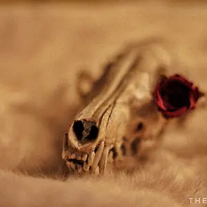 Dead Rose 2