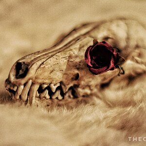 Dead Rose 1