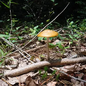 Arkansas Forest