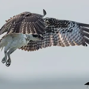 Osprey