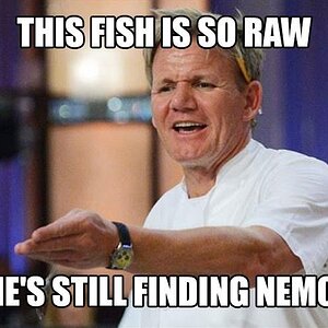 fish gordon ramsey meme