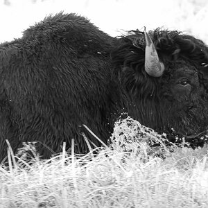 Wood Bison