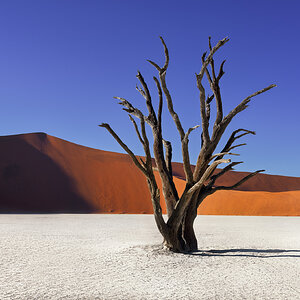 Dead Acacia Trees and Red Dunes of Deadvlei in Namib-Naukluft Pa