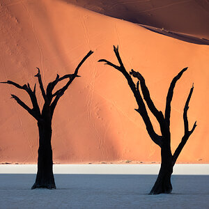 Dead Acacia Trees and Red Dunes of Deadvlei in Namib-Naukluft Pa