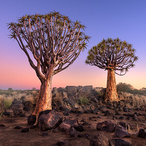 Quiver Trees in the Rocky Desert at Dawn, Keetmanshoop, Namibia