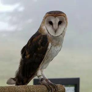 Farm Owl