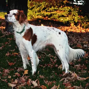 Casey Girl