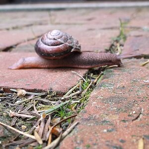 Snail at the Door