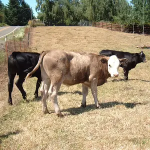 Cow Spies Me