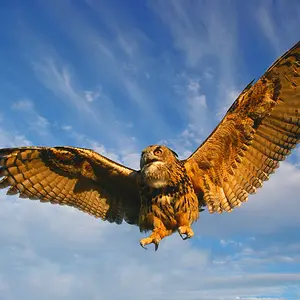 Eagle owl
