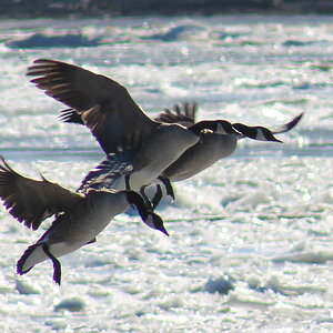 Geese/Missouri