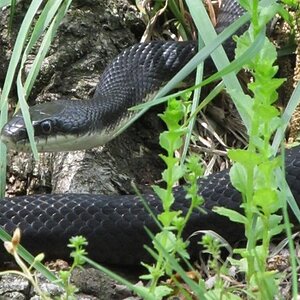 Black Snake Catwissa MO