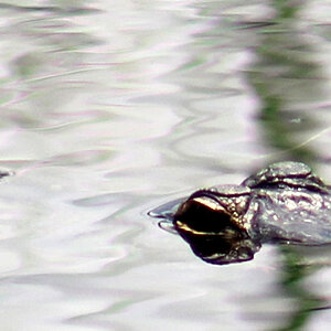 Gator Woodruff Florida Wild Preserve