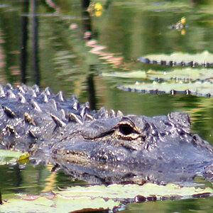 Gator Woodruff Florida Wild Preserve