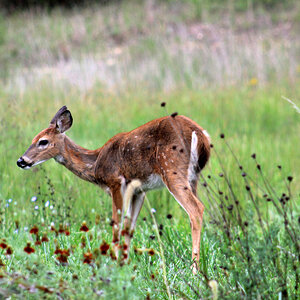 Sweet Fawn (side yard)