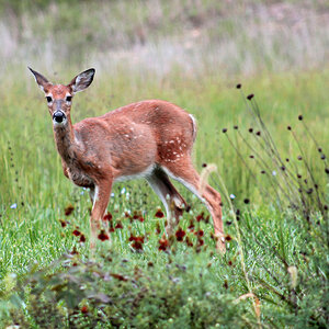 Sweet Fawn (side yard)