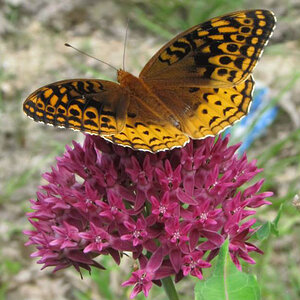 Great Spangled Fritillary Butterfly