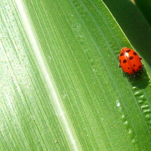 Lady Bug