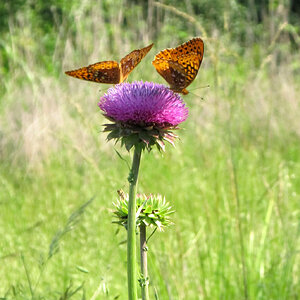 Great Spangled Fritillary Butterflies