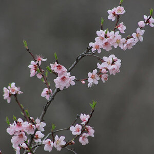 Peach Blossoms