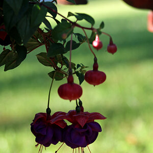 Fuchsias