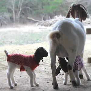Mama feeds the Babies