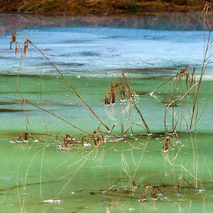 Swamp Grass in Blue and Green Ice #1 (D1H)