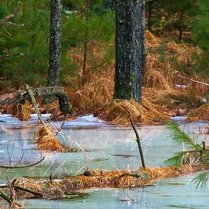 Blue and Green Ice Swamp #2 (D1H)