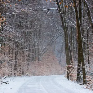 Maple Drive in Snow (D1H)