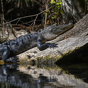 American Alligator