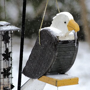 Cold Eagle!