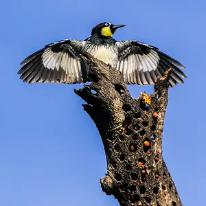 [No title]