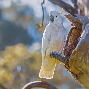 Sulphur-crested cockatoo