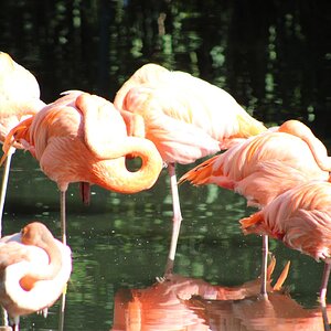 Flamingo Bath