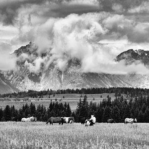 Grazing Herd BW_6181.jpg