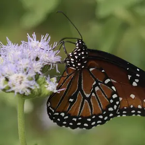 Butterfly.jpeg