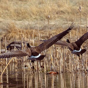 Two Geese