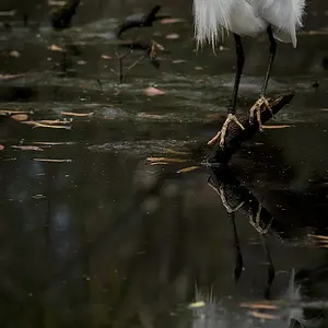 Snowy Egret Reflection