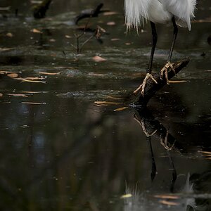 Snowy Egret Reflection