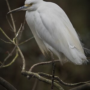 Snowy Egret