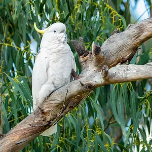 Sulphur-crested cockatoo