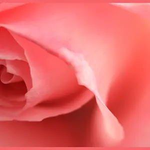 Pink Rose Closeup