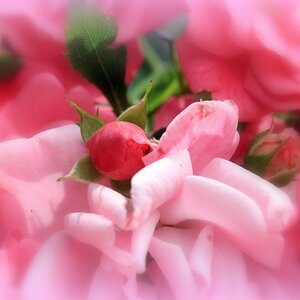 Pink Roses Soft Focus