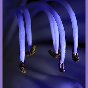 Purple Agapanthus Stamen