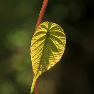 Green Leaf Cape Trib