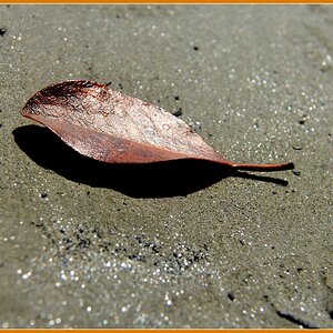 Brown Leaf on Glistening Sand